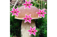Play Mushroom Forest Adventure now!